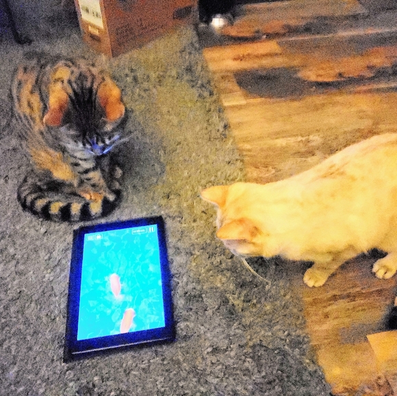 All kinds of great stuff! - Picture 4 of 4